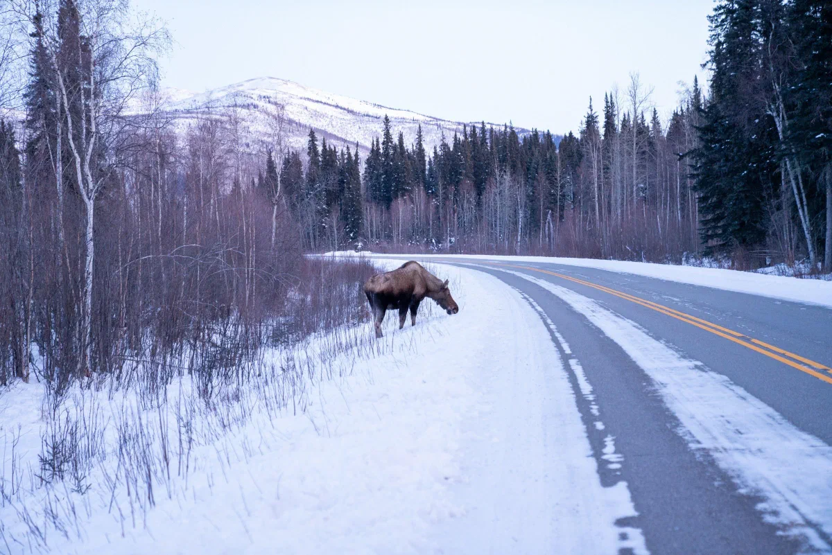 A moose beside a snow-lined road with forest and mountains beyond.