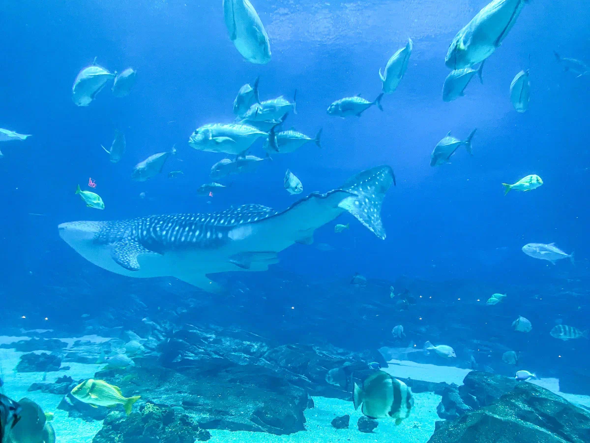 A spotted whale shark swimming among smaller fish in a blue aquarium tank.