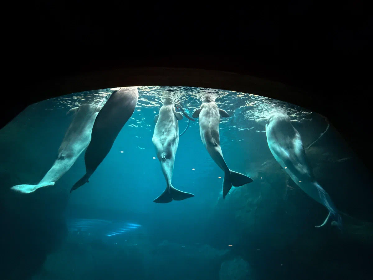 White whales seen from below through a dark aquarium viewing window.