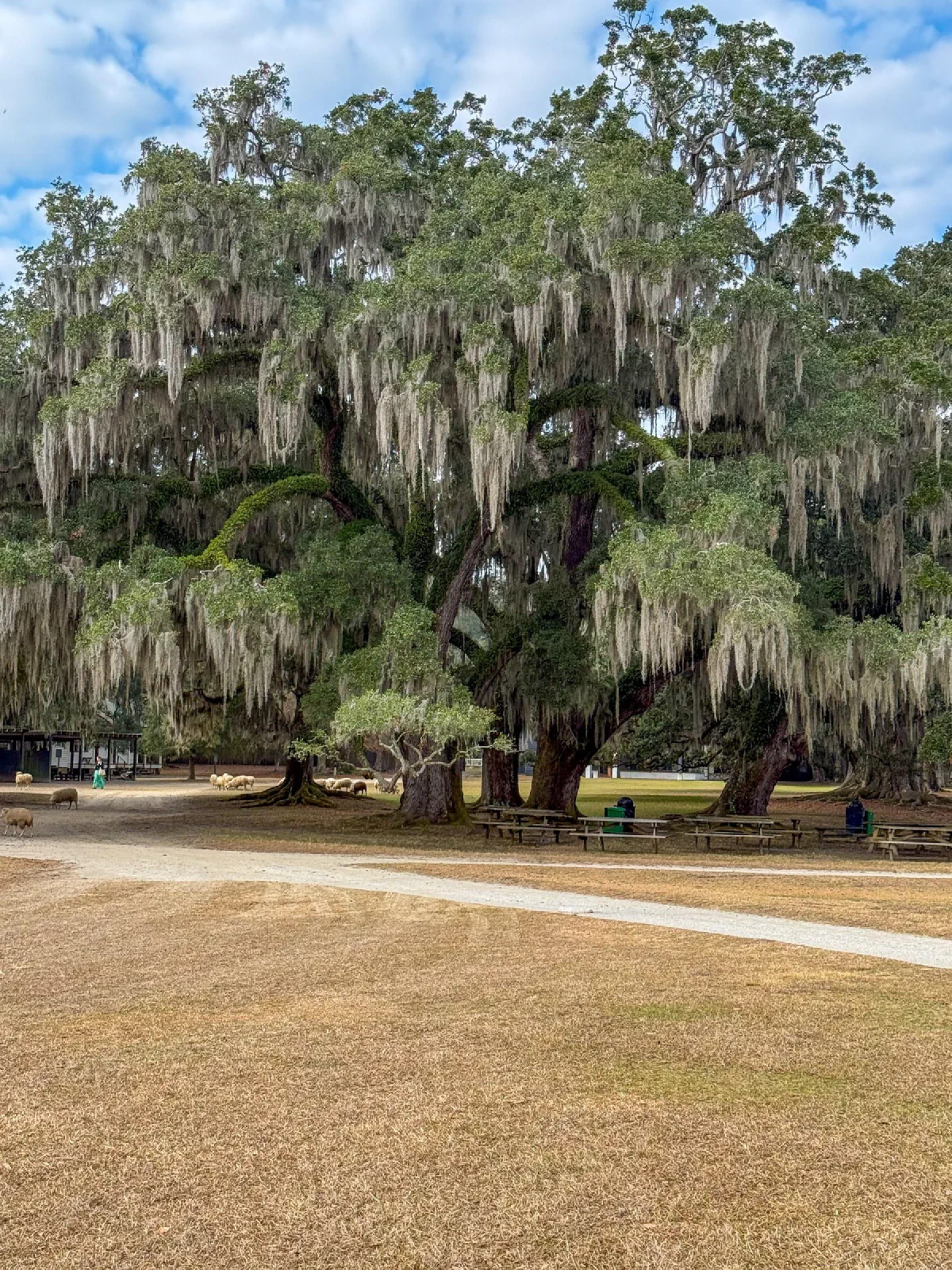 A large spreading tree draped in moss beside a pale path.