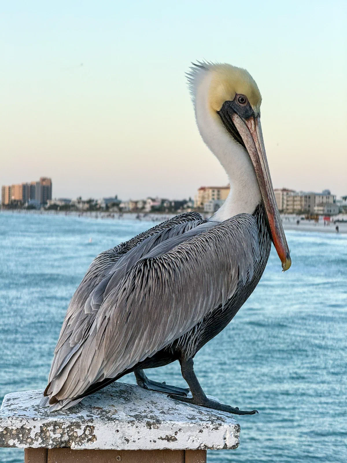 A pelican standing on a post beside blue water.