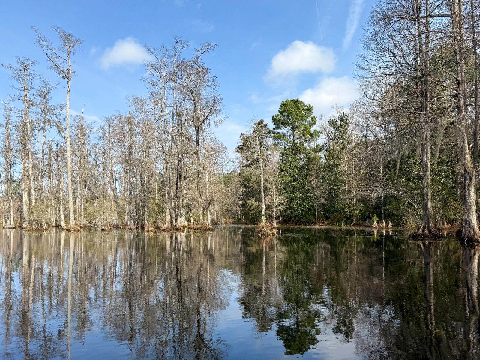 Tall trees reflected in still swamp water beneath a blue sky.