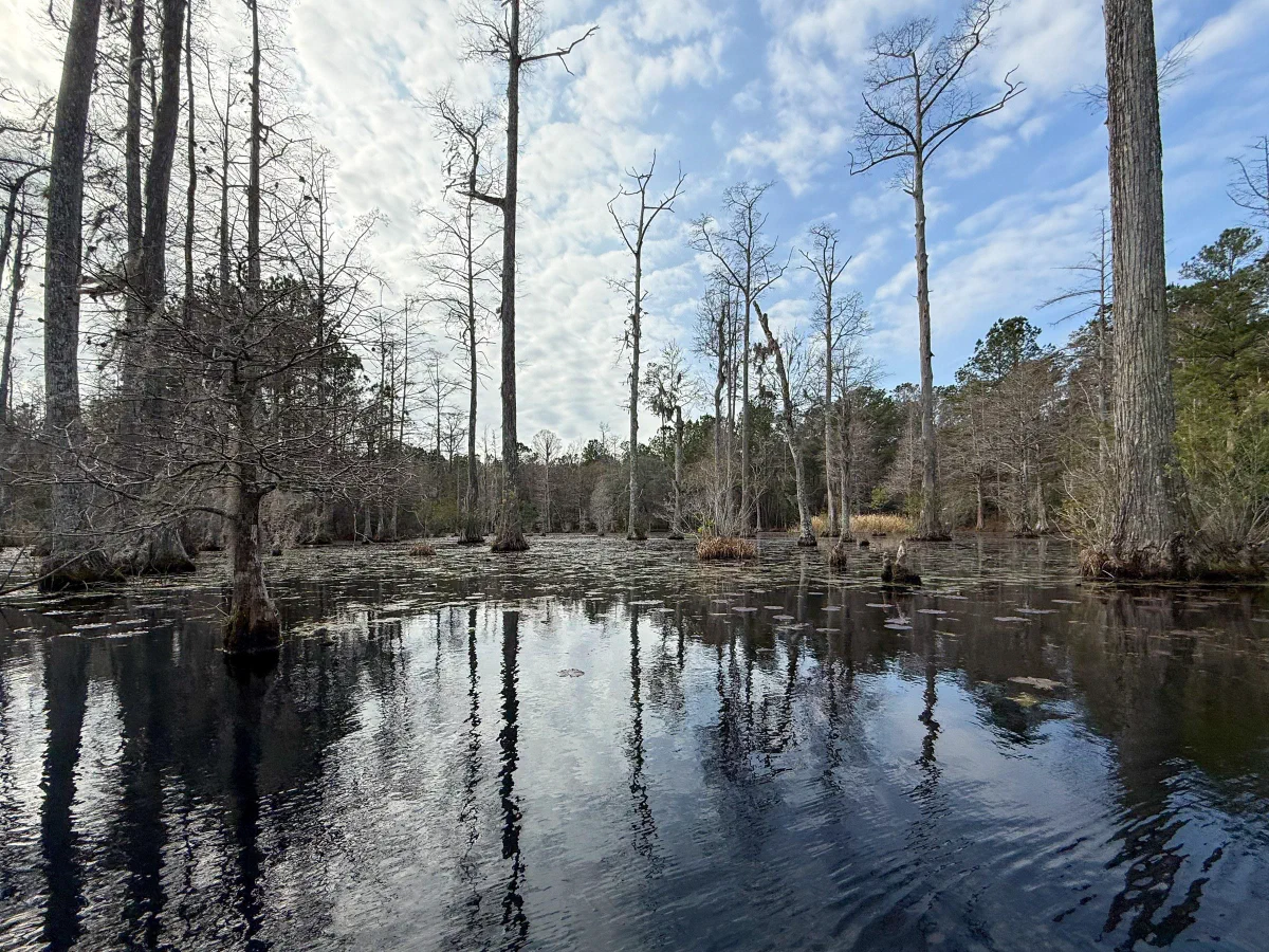 Slender trees rising from dark water with their trunks reflected on the surface.