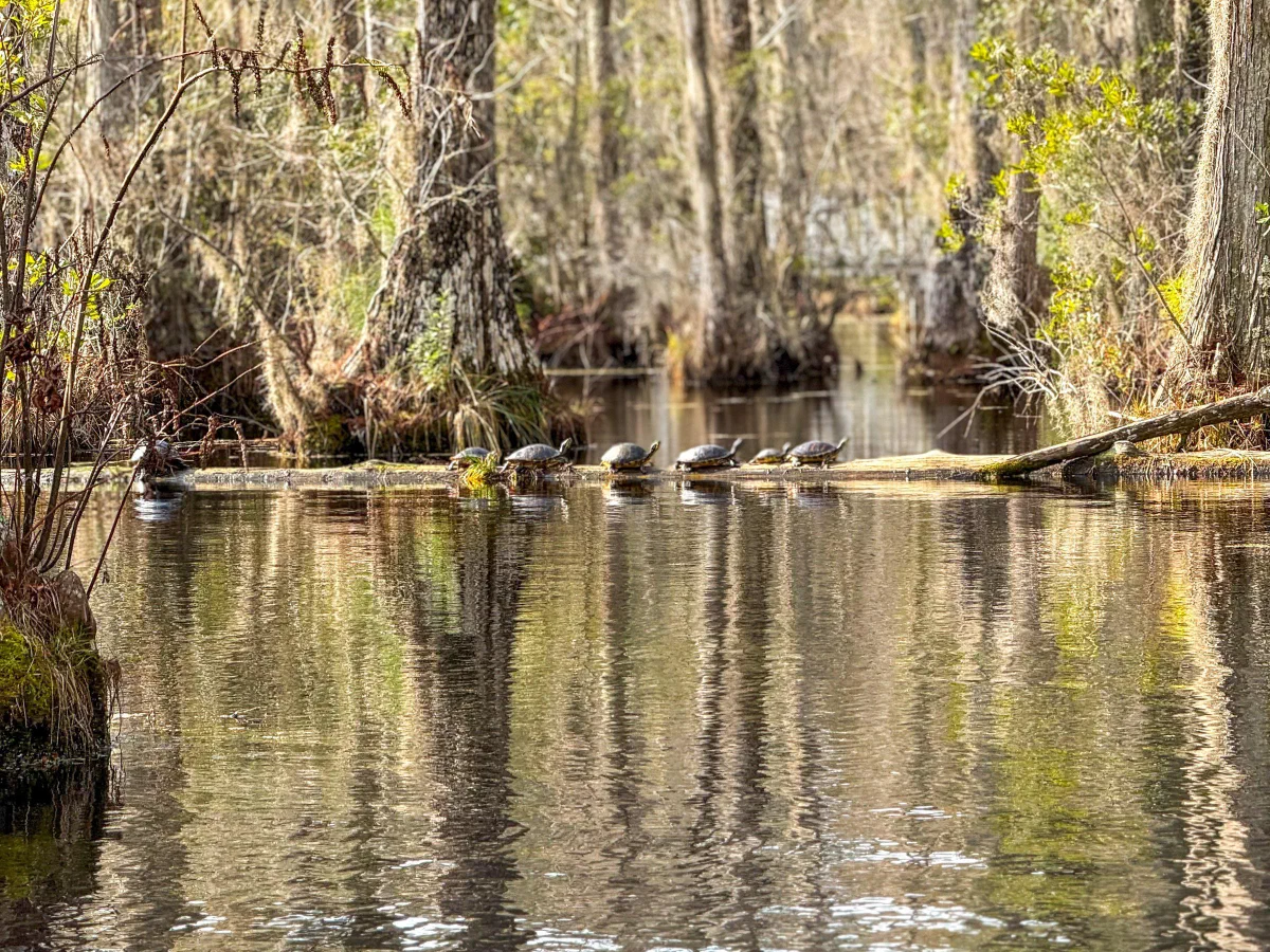 Sunlit trunks, branches, and fallen wood beside reflective swamp water.