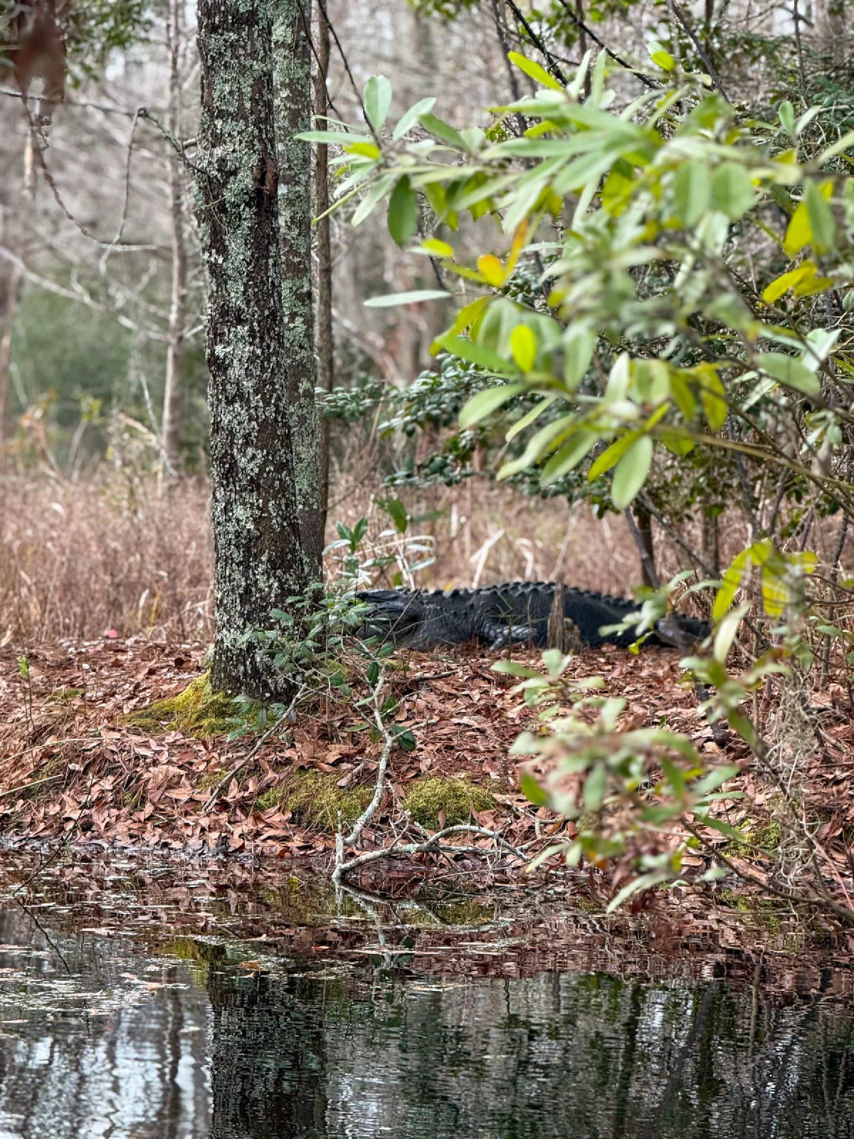 A turtle resting on a mossy bank beneath shrubs at the edge of the water.