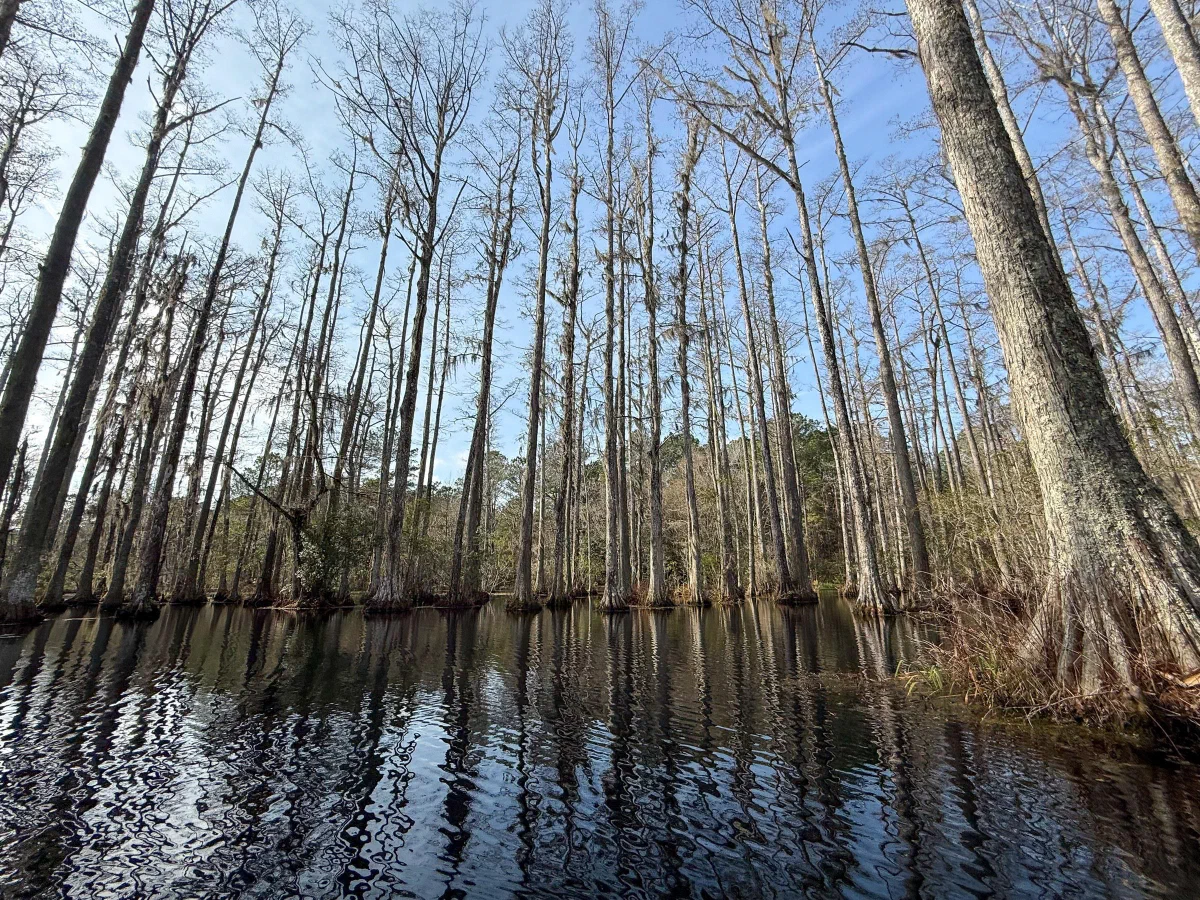Tall bare trees and their reflections in still swamp water.