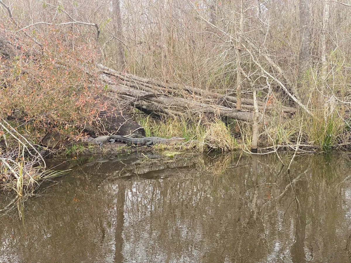 A narrow waterway with bare branches and hanging moss reflected on its surface.