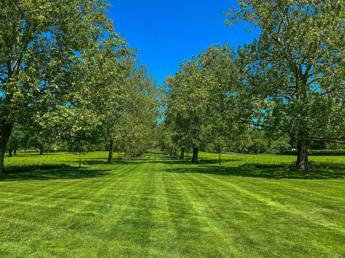 Rows of leafy trees casting shadows across a freshly mown lawn.