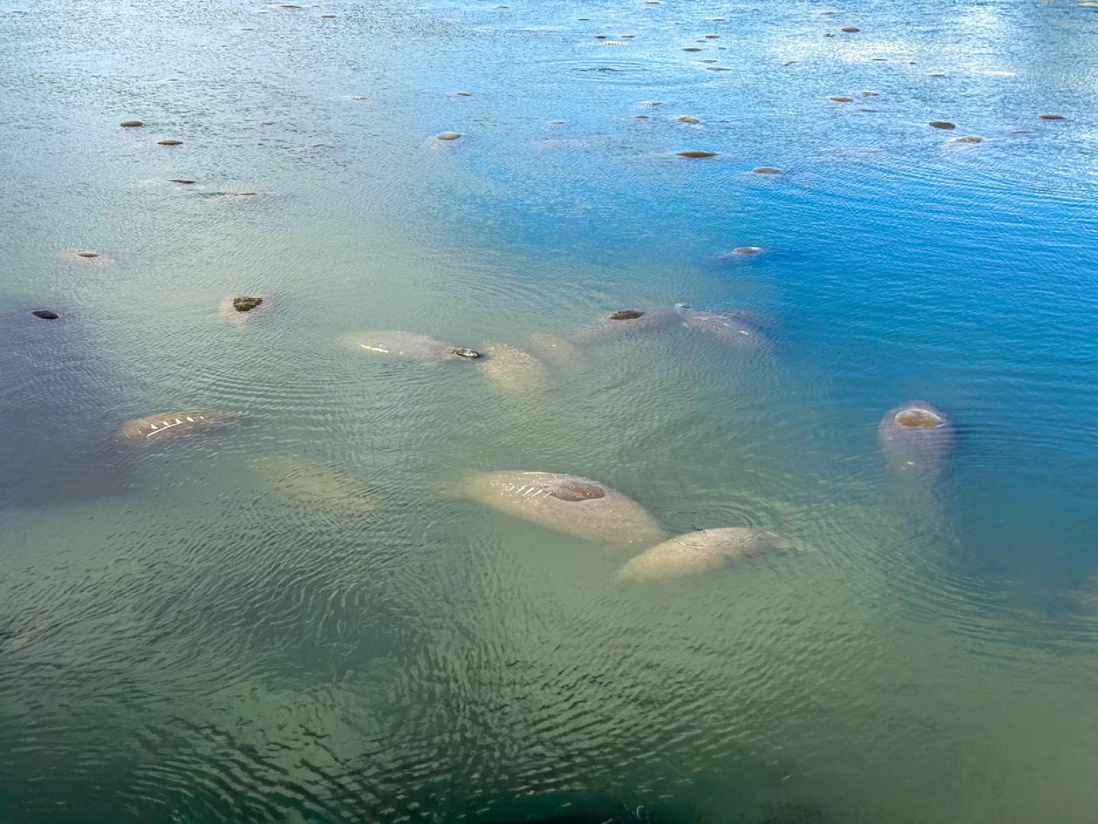 Several manatees visible just below the surface of blue-green water.