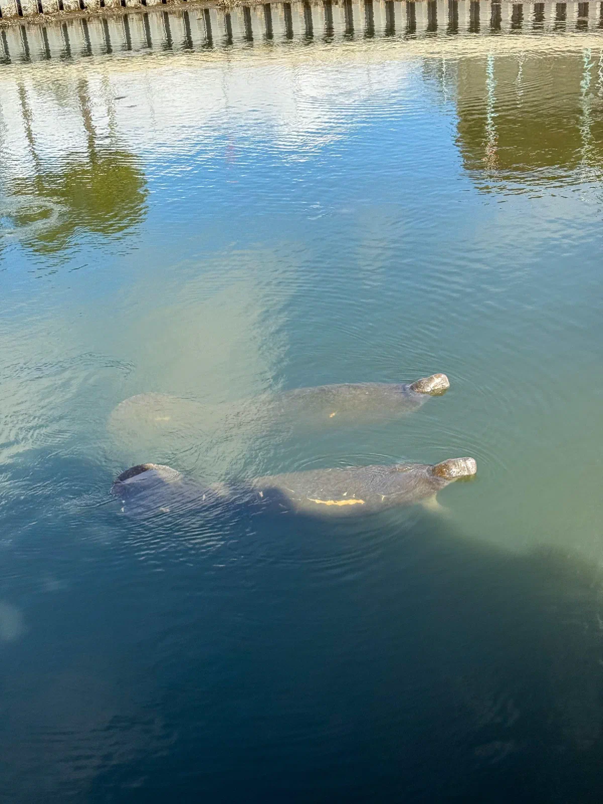 Manatees swimming just below the surface of green water and reflections.