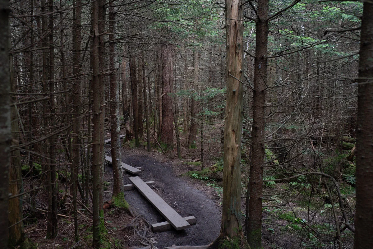 A narrow wooden footbridge along a shaded trail between tall evergreen trees.