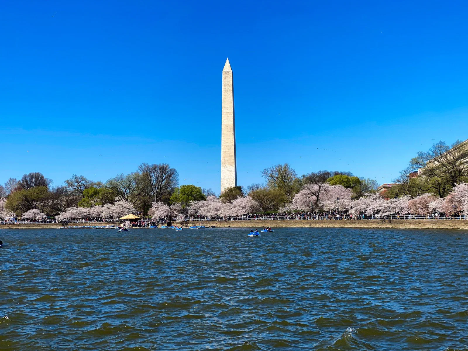 The Washington Monument across the water, with flowering trees along the shore.