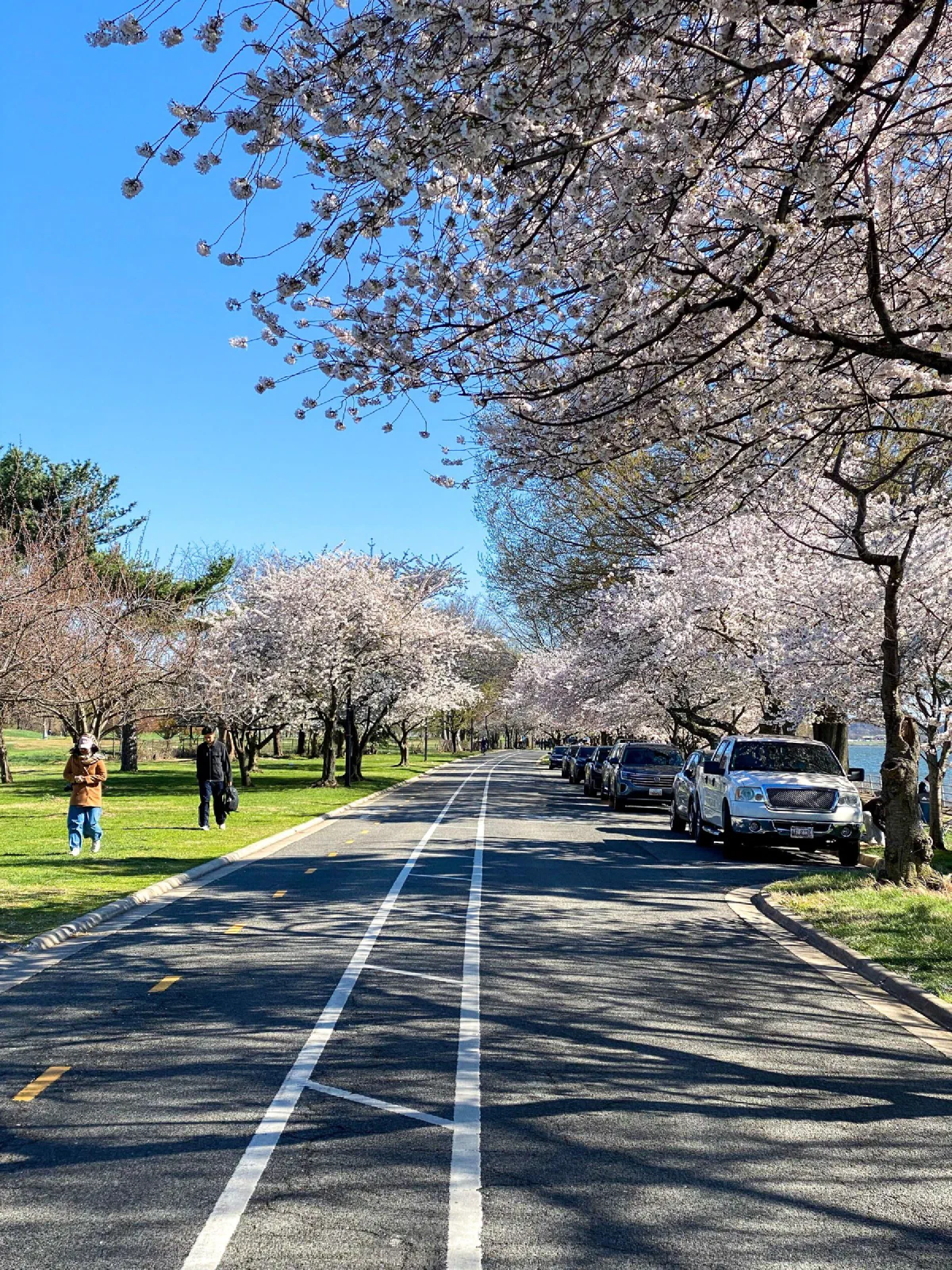 A road lined with pink flowering trees, with pedestrians and parked vehicles beside it.