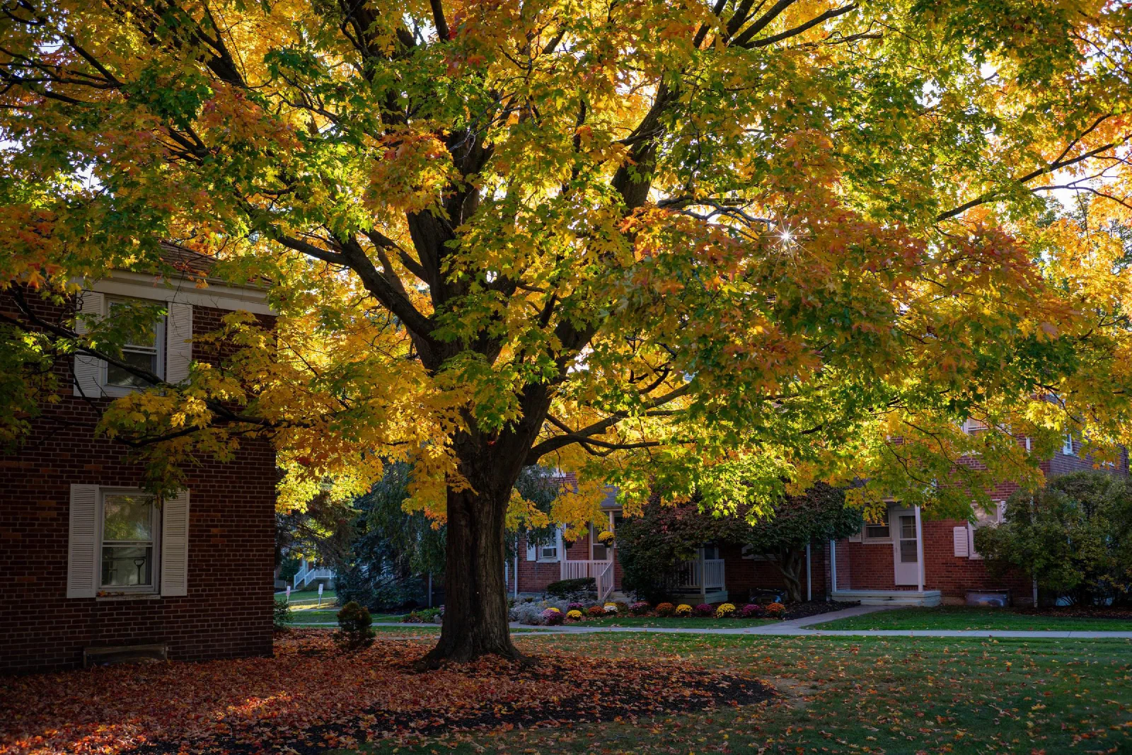 A large tree with yellow autumn leaves in a courtyard bordered by brick buildings.