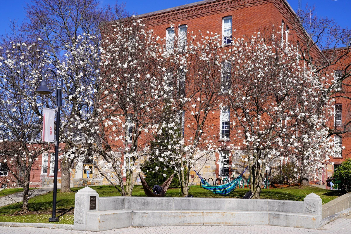 Flowering white trees in front of a red brick building beneath a blue sky.