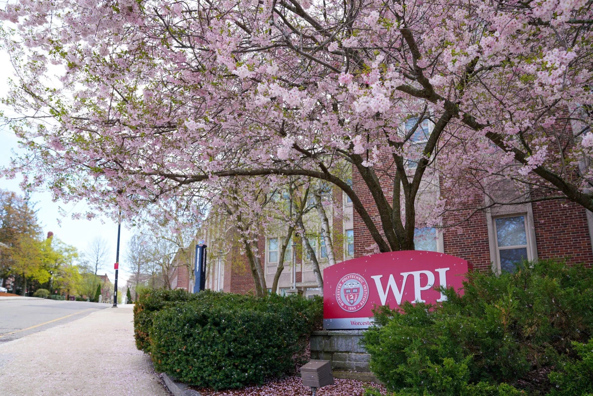 Pink flowering branches above a path and a WPI sign beside a brick building.