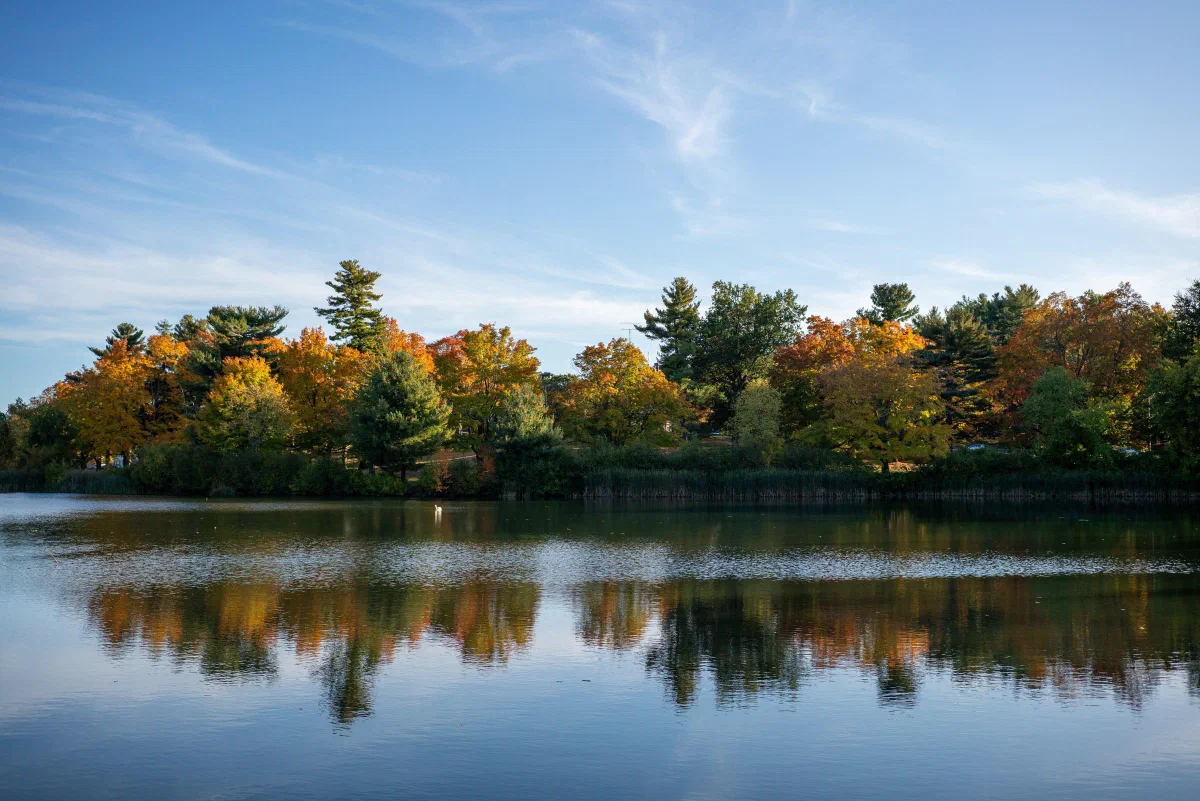 Trees in autumn colors reflected in a still pond beneath a blue sky.