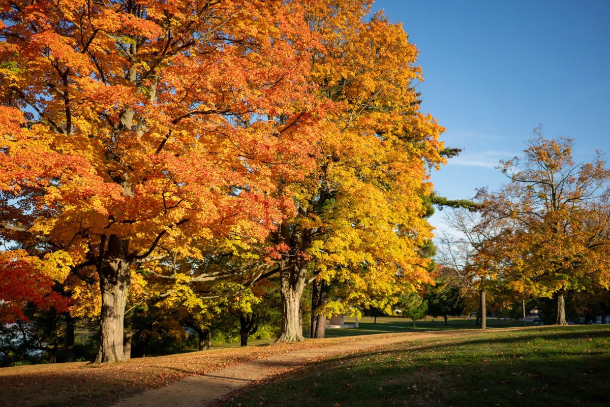 Tall trees with bright orange and yellow leaves above a grassy lawn.