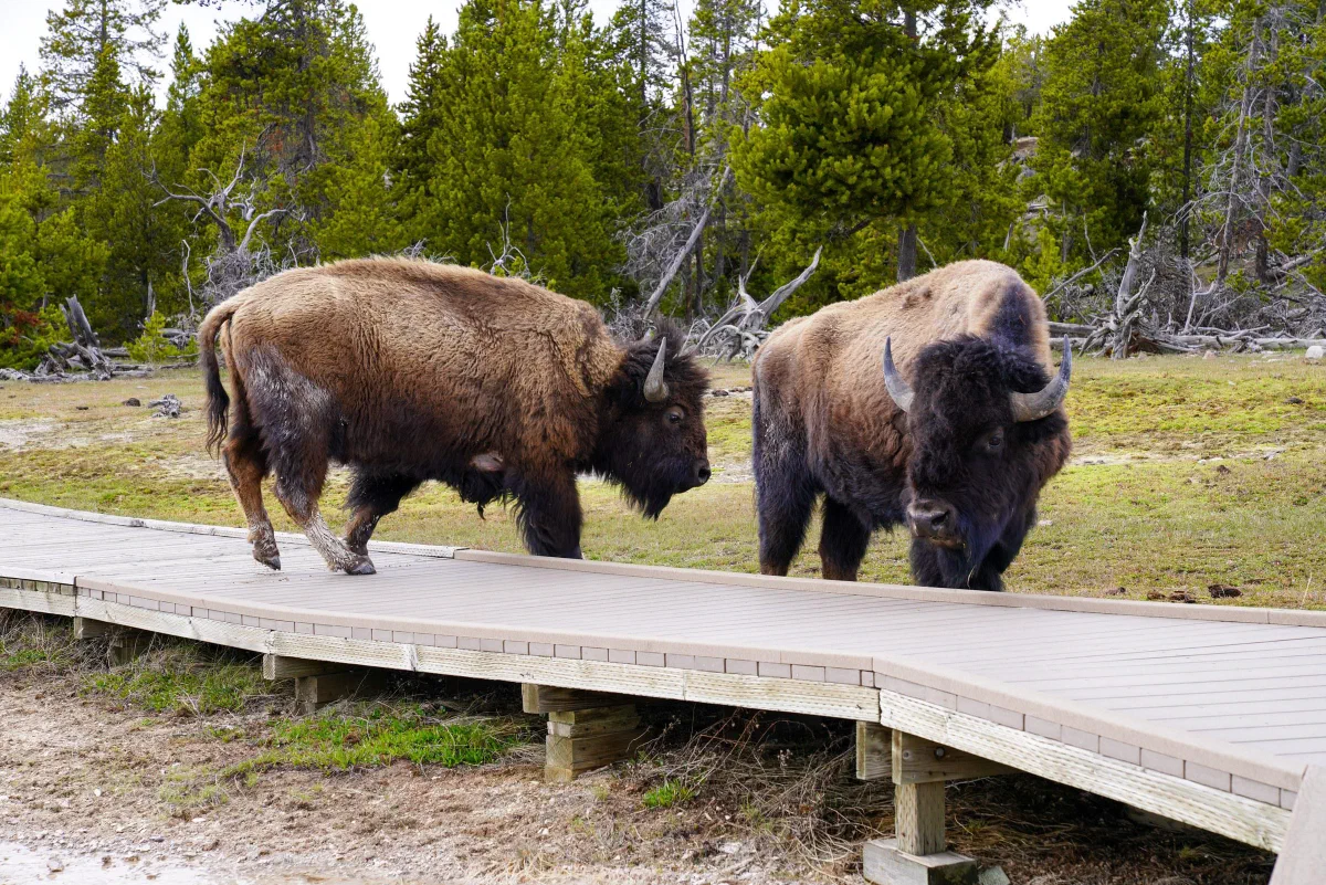 Two bison standing beside a wooden boardwalk near a forest.