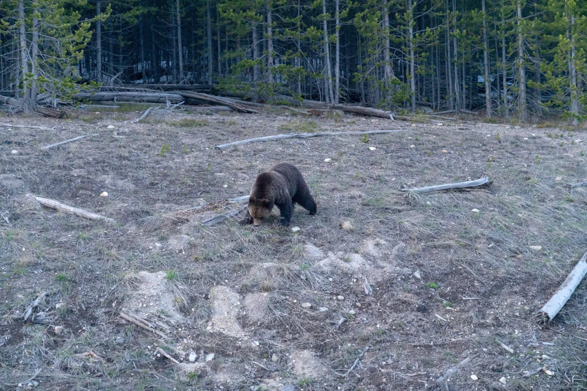 A bear on a grassy slope beside fallen logs and an evergreen forest.